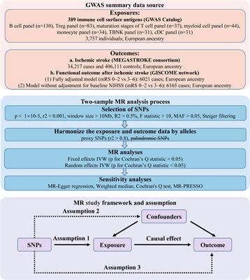 Causal effects of immune cell surface antigens and functional outcome after ischemic stroke: a Mendelian randomization study